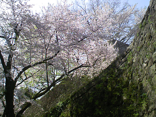 お城山（臥牛山）の桜